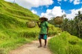 Old farmer on Bali rice field