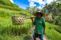 Old farmer on Bali rice field