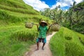 Old farmer on Bali rice field