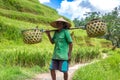 Old farmer on Bali rice field