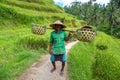 Old farmer on Bali rice field