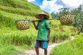 Old farmer on Bali rice field