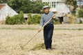 The old farmer harvesting wheat straw
