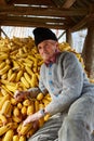 Old farmer in his maize barn Royalty Free Stock Photo