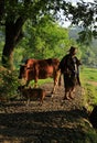 Old farmer lead the cattle under the ancient banyan tree