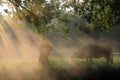 Old farmer lead the cattle under the ancient banyan tree Royalty Free Stock Photo