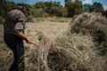 Old farmer making a haystack with a pitchfork for the winter on a sunny day in autumn. Agricultural work. Hay harvesting Royalty Free Stock Photo