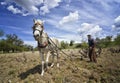 Old farmer plow horse