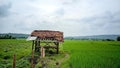 An old farmer's hut in the middle of a rice field with a sky full of clouds Royalty Free Stock Photo