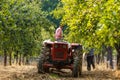 Old farmer with tractor harvesting plums Royalty Free Stock Photo