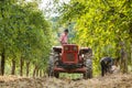 Old farmer with tractor harvesting plums Royalty Free Stock Photo