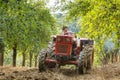 Old farmer with tractor harvesting plums Royalty Free Stock Photo