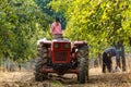 Old farmer with tractor harvesting plums Royalty Free Stock Photo