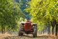 Old farmer with tractor harvesting plums Royalty Free Stock Photo