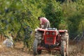 Old farmer with tractor harvesting plums Royalty Free Stock Photo