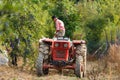 Old farmer with tractor harvesting plums Royalty Free Stock Photo