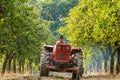 Old farmer with tractor harvesting plums Royalty Free Stock Photo