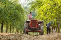 Old farmer with tractor harvesting plums Royalty Free Stock Photo