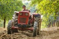 Old farmer with tractor harvesting plums Royalty Free Stock Photo