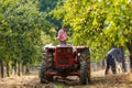Old farmer with tractor harvesting plums Royalty Free Stock Photo
