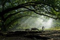 Old farmer under the ancient banyan tree Royalty Free Stock Photo