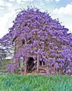 Old Farmhouse Covered with Wisteria
