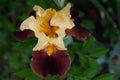 Old fashioned Bearded iris in full bloom