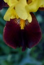 Old Fashioned Bearded iris in full bloom Royalty Free Stock Photo