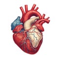 An old-fashioned color ink drawing illustration of an anatomical human heart with veins, ventricles and arteries