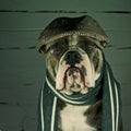 An old-fashioned dressed dog Royalty Free Stock Photo