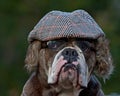 An old-fashioned dressed dog Royalty Free Stock Photo