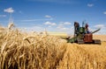 Old fashioned harvesting. Royalty Free Stock Photo