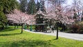 Old-fashioned Horse-drawn tour in famous and beautiful Stanley Park. Cherry blossom season.