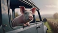 old fashioned illustration of a cute pet pig inside a car looking out the window to get some fresh air