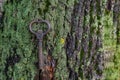 Old fashioned large bronze key lying on a green moss on a