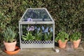 Old fashioned mini greenhouse Royalty Free Stock Photo