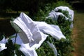 Old fashioned scullery maid`s white cap and aprons, drying on a hedge outside in the sun in the traditional way Royalty Free Stock Photo