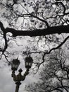 Old fashioned street lamp and blooming jacaranda tree Royalty Free Stock Photo