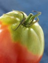 Old-fashioned variety of organic tomato