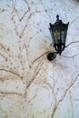 Old fashioned vintage lantern on a white wall that was once overgrown with ivy but now has only dried dark plant debris. lamp on Royalty Free Stock Photo