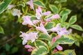 Old Fashioned Weigela Flowers