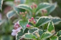 Old-fashioned Weigela florida variegata, rosey-pink buds