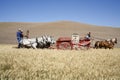 Old fashioned wheat harvesting. Royalty Free Stock Photo