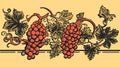 Retro landscape with carved grapes in woodcut style, Vector illustration with clipping mask