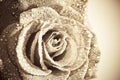Old-fashionen rose