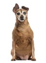 Old and fat dog (9 years old) Royalty Free Stock Photo