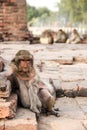 Old, fat and lazy monkey in the ruins of Lopburi, Thailand Royalty Free Stock Photo
