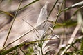 Old feather laying on a beach Royalty Free Stock Photo