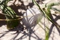 Old feather laying on a beach Royalty Free Stock Photo