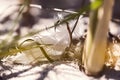 Old feather laying on a beach Royalty Free Stock Photo